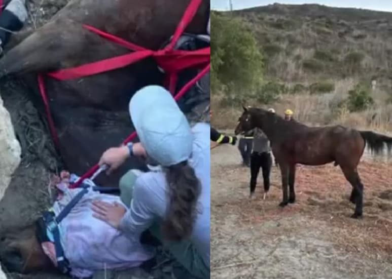 Las autoridades celebraron el rescate compartiendo video en redes sociales. (INTERNET)