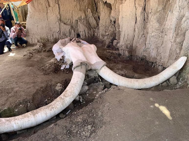 El linaje de los elefantes y sus antepasados, como mamuts y mastodontes, fue empujado hacia la extinción por olas de cambios ambientales extremos, mas que por la caza excesiva de los primeros humanos, indica una investigación que publica Nature Ecology & Evolution. (ARCHIVO)