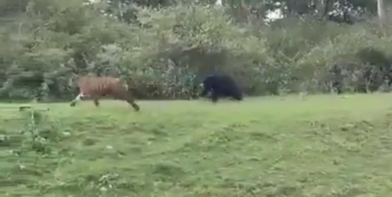 El oso se paró en dos patas y luego persiguió al tigre (CAPTURA)