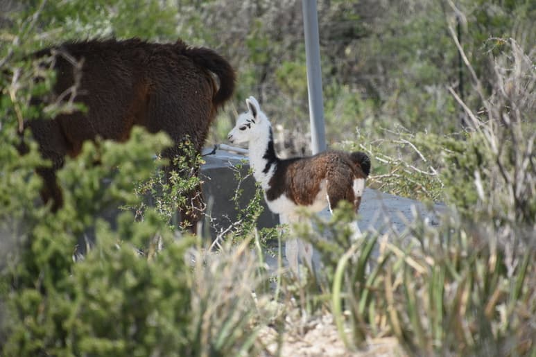 La llama nació el jueves de la semana pasada en Monclova.