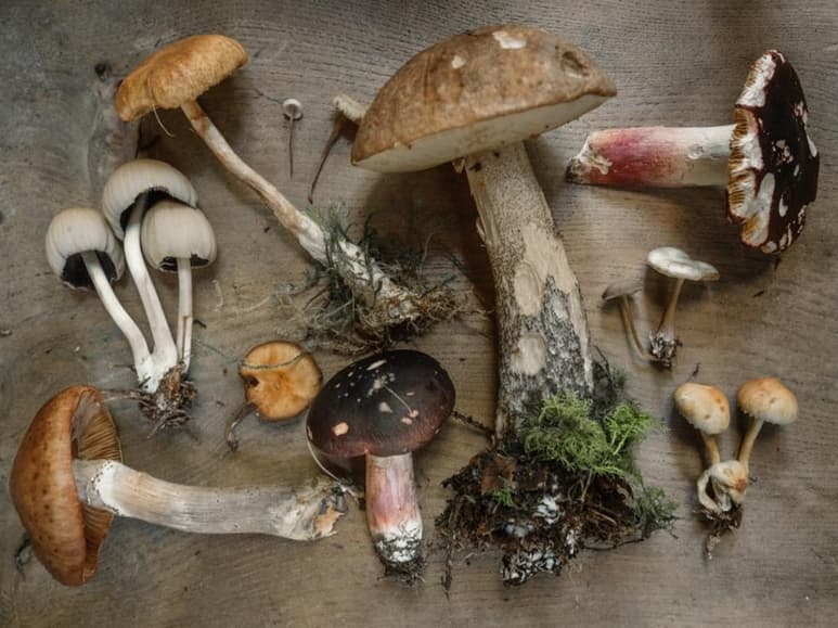 Los hongos comestibles como los champiñones, venado y el huevo de rey, por mencionar algunas especies, prometen ser los alimentos del futuro, según un estudio publicado por la Universidad Nacional Autónoma de México. (ESPECIAL)