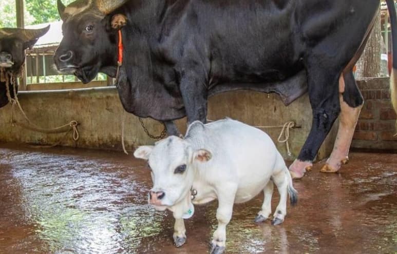 La vaca 'Rani', busca entrar al libro de los récord Guinness como el bovino 'más pequeño del mundo' (ESPECIAL)