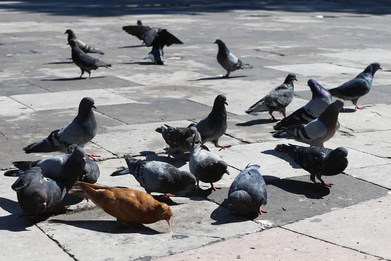 Ante la concentración excesiva de palomas en Torreón que representa un riesgo a la salud pública, una empresa dedicada a desarrollar sistemas de control de plagas propuso al ayuntamiento un procedimiento natural para ahuyentarlas a través de las aves rapaces (halcones y otras especies). (ARCHIVO)