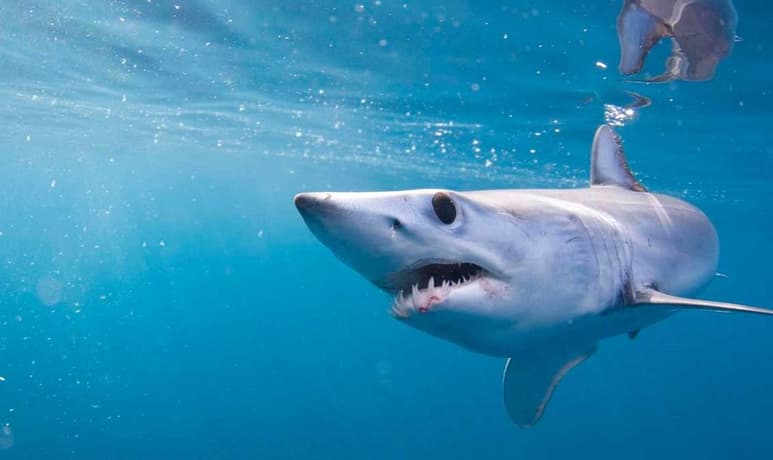 El buzo intentaba defenderse y alejarse del tiburón al verse asechado por él, momento que quedó registrado por los drones (CAPTURA)