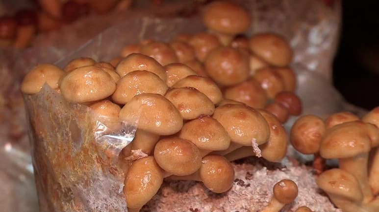 Los hongos comestibles como los champiñones, venado y el huevo de rey, por mencionar algunas especies, prometen ser los alimentos del futuro, según un estudio publicado por la Universidad Nacional Autónoma de México. En 'Menú' de EL UNIVERSAL te damos todos los detalles de este estudio sobre los también llamados en náhuatl nanácatl, los hongos. (ESPECIAL)