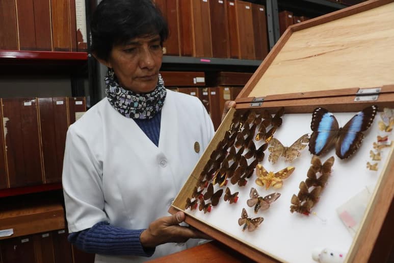 Arañas, escarabajos, mariposas diurnas y nocturnas son algunas de las nuevas especies para la ciencia que llevan el nombre de la bióloga boliviana Julieta Ledezma en agradecimiento al aporte silencioso que realiza a la investigación, estudio y la colección de insectos en Bolivia. (ARCHIVO)