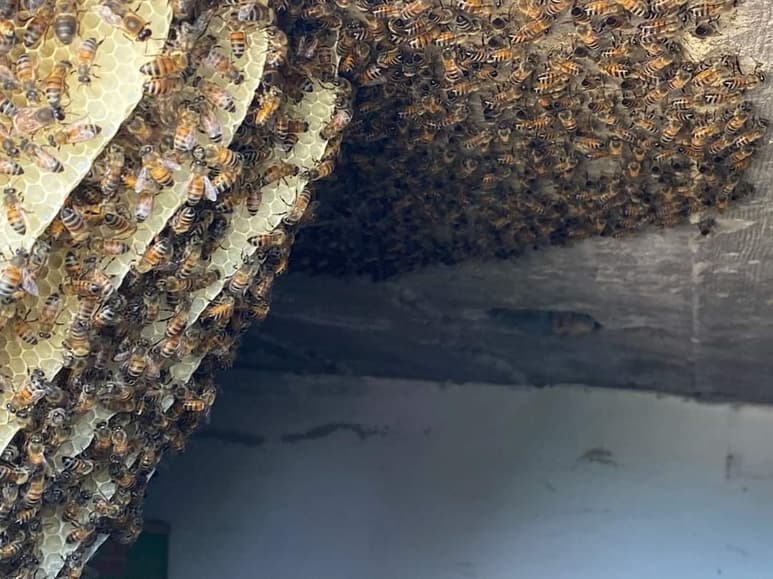 Se busca rescatar los panales sin matar a las abejas. (CORTESÍA)