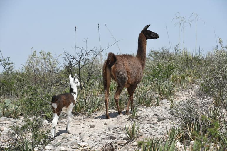 Visitas al zoológico de Monclova aumentan ante las vacaciones
