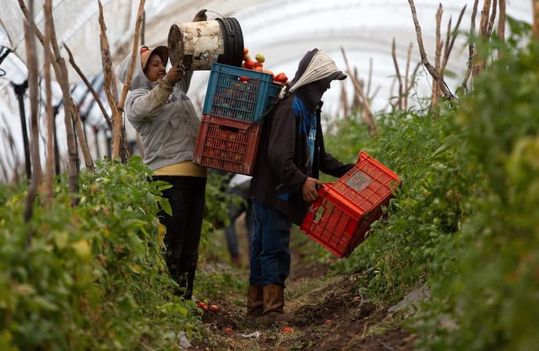 Los productores no cuentan con el soporte económico para lidiar con
catástrofes naturales y mantener su rentabilidad. (ARCHIVO)
