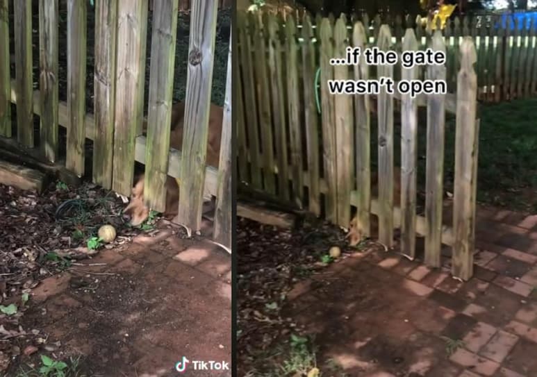 El video se comparte en TikTok. (INTERNET)