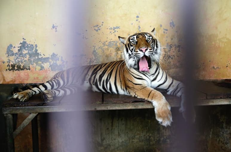 Las autoridades de Indonesia investigan cómo se contagiaron dos tigres de Sumatra, una especie en peligro crítico de extinción, que se encuentran en un zoológico de Yakarta en recuperación tras haber superado la COVID-19. (ARCHIVO)