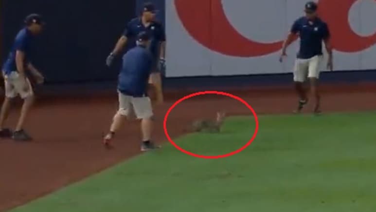 El gato abandonó el campo por su cuenta (CAPTURA)