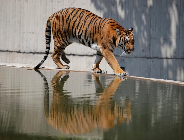 Una mujer de 21 años falleció este viernes en Chile por el ataque de un tigre en una jaula de un zoológico en el que trabajaba, en la región de O'Higgins, al sur de Santiago, confirmaron fuentes oficiales. (ARCHIVO)