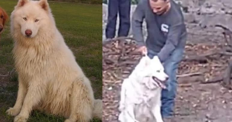El animal fue separado de sus dueños por un habitante de la comunidad de San Miguel de Allende, en Guanajuato, mismo quien posteriormente lo habría atado a las vías del tren para que el perro muriera (ESPECIAL)