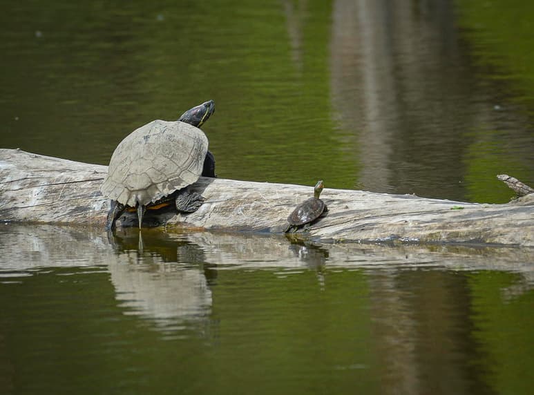 La ingesta de plásticos supone un riesgo para las tortugas marinas jóvenes, que han evolucionado para desarrollarse en mar abierto, lejos de los depredadores pero bajo la amenaza constante de la contaminación, según un estudio publicado este en 'Frontiers in Marine Science'. (ARCHIVO)