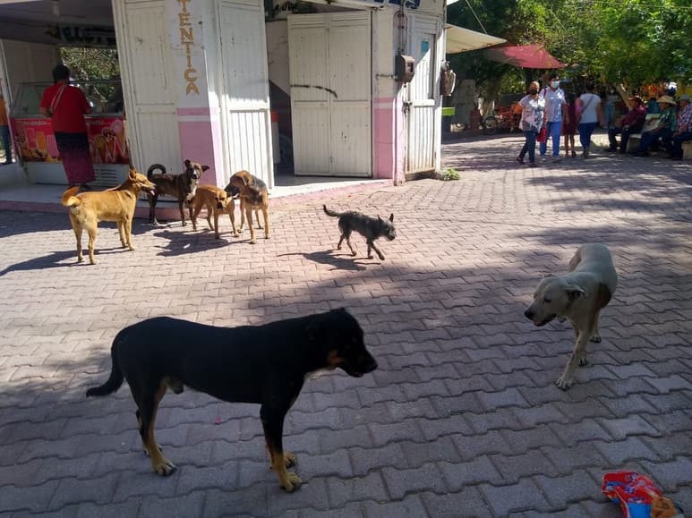 Las jaurías de perros se observan principalmente en la zona comercial; ciudadanos piden a las autoridades atender el problema. (EL SIGLO DE TORREÓN)