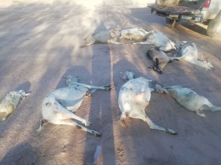 Son más de 70 cabras que han sido atacadas por un animal. (ARCHIVO)