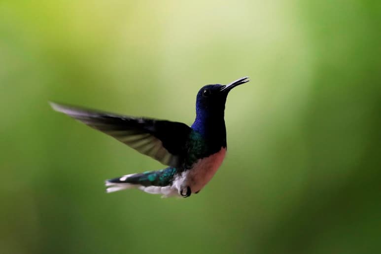 Barro Colorado, una isla formada por la construcción del Canal de Panamá y del lago artificial Gatún que lo alimenta, perdió en una centuria cerca de una cuarta parte de sus especies de aves pese a estar protegida de la perturbación humana, dijo el Instituto Smithsonian de Investigaciones Tropicales. (ARCHIVO)