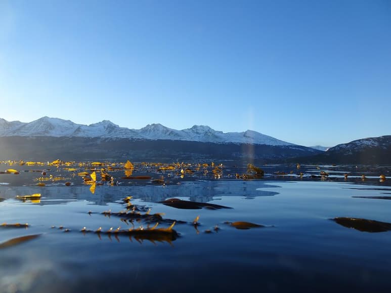 Los bosques de algas de la Patagonia que el naturalista británico Charles Darwin describió hace casi 200 años permanecen invariables desde entonces debido a un efecto 'perverso' de la crisis climática, que mantiene inalterable este ecosistema gracias al agua fría del deshielo de los glaciares. (ARCHIVO)