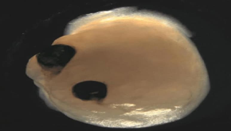 Los organoides son diminutas estructuras en 3D derivadas de células madre que imitan la función de los órganos. Ahora, un equipo de investigadores ha constatado cómo estos miniórganos, en este caso cerebrales, son capaces de desarrollar copas ópticas -que dan lugar a la retina- sensibles a la luz. (ESPECIAL)