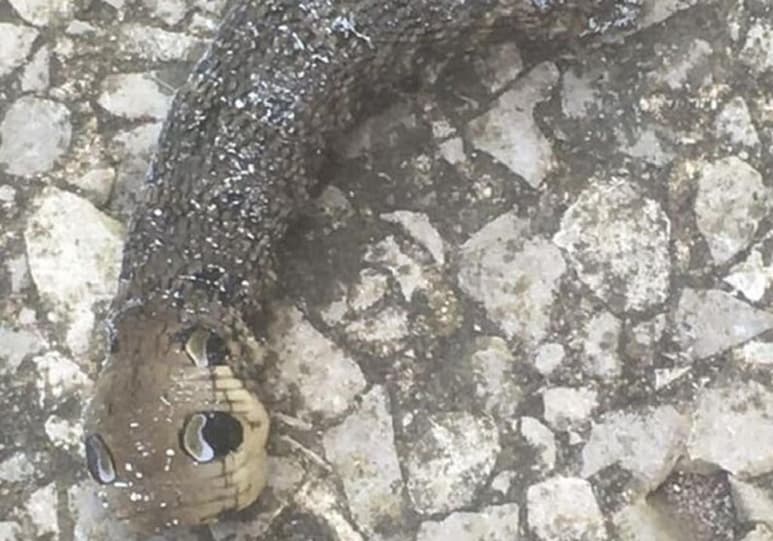 Quienes identificaron al animal explicaron que es una oruga elefante Hawk-moth. (INTERNET)