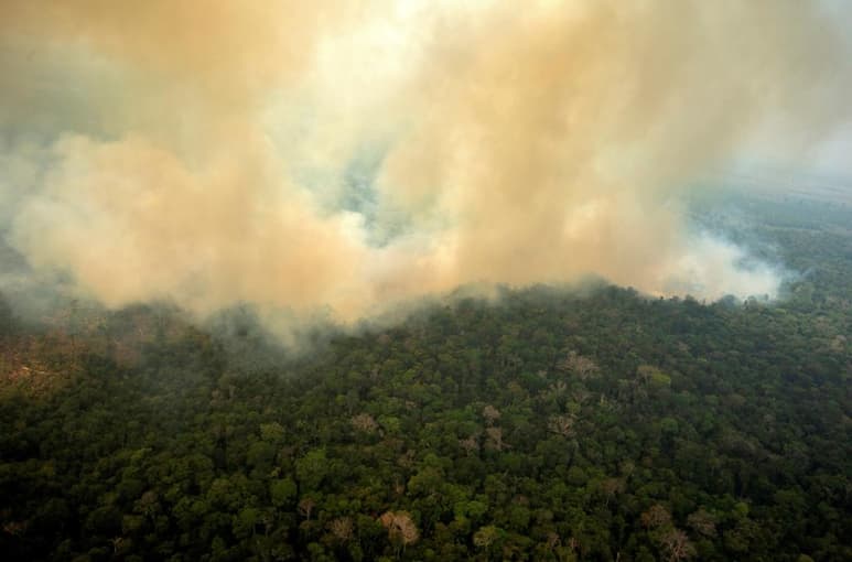 Hasta el 85% de las especies catalogadas como amenazadas en el Amazonas pueden haber perdido una parte sustancial de su hábitat debido a la deforestación y los incendios en las últimas dos décadas. (ARCHIVO)