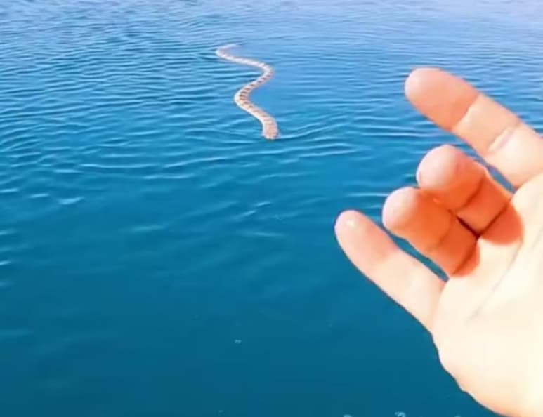 El reptil se alejó por su cuenta en cuestión de segundos (CAPTURA)