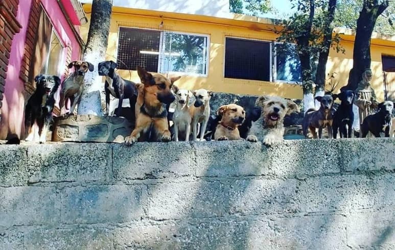 Una brigada de por lo menos 108 médicos veterinarios, están atendiendo a los perros que resultaron afectados tras el derrumbe del albergue Milagros Caninos, ubicado en Xochimilco (ESPECIAL)