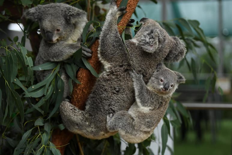 Un virus mortal que deteriora el sistema inmunológico y provoca enfermedades como cáncer en los koalas es transmitido de madres a crías, según un estudio académico. (ARCHIVO)