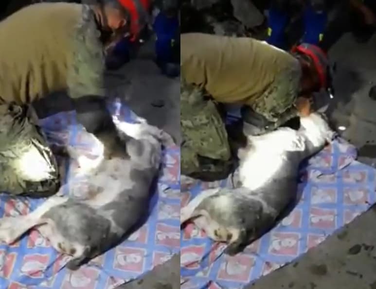 El animal fue encontrado entre los escombros, sin embargo, pese a que un elemento de rescate intentó reanimarlo, nada se pudo hacer por salvar su vida (CAPTURA)