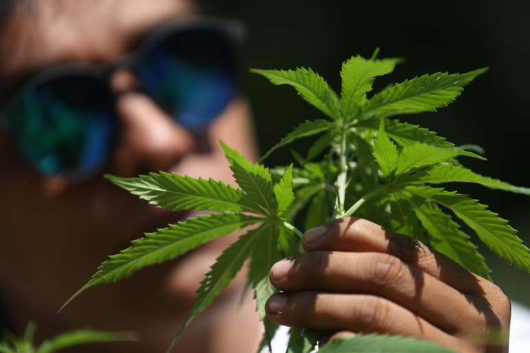 65% de acuerdo en su cultivo para uso medicinal, pero 58% en desacuerdo en su comercialización (ESPECIAL)