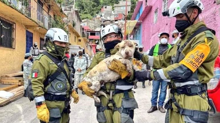 Entre las mascotas rescatadas, se encuentra una perrita pitbull que fue encontrada entre los escombros deshidratada y con golpes (ESPECIAL)