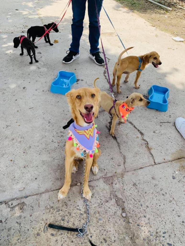 Adopta uno de estos perritos sin hogar.