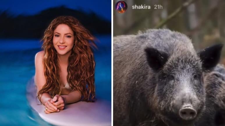 La cantante colombiana Shakira contó en redes sociales que fue protagonista de un ataque de jabalíes, y es que en Barcelona, en donde radica la interprete de 'Chantaje', hay un avistamiento importante de este mamífero en parques y principales calles, incluso el Ayuntamiento de la ciudad ya ha colocado trampas para poder capturarlos. (CORTESÍA)