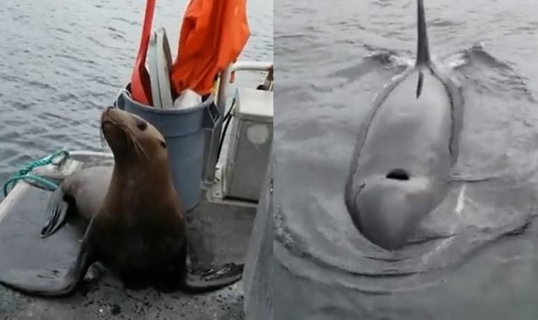 Sin importar lo que le sucediera al león marino, la mujer lo echó de su bote al ver que las orcas comenzaban a rodearlos (CAPTURA)