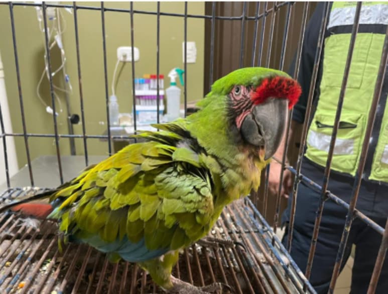 La Brigada que pertenece a la Dirección de Ecología y Medio Ambiente rescató una guacamaya verde (Ara militaris) en el fraccionamiento Los Álamos, labor que se llevó a cabo con el apoyo del Cuerpo de Bomberos de la Dirección de Protección Civil. (EL SIGLO DE TORREÓN)