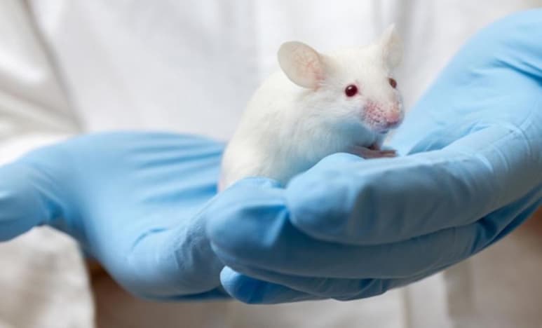 La vacuna contra la tuberculosis (BCG) se usa desde hace un siglo, pero un cambio en su vía de administración aumenta de forma sustancial y a largo plazo su eficacia, al activar la inmunidad innata en los pulmones, según ha demostrado, en ratones, un equipo encabezado por científicos españoles. (ESPECIAL)