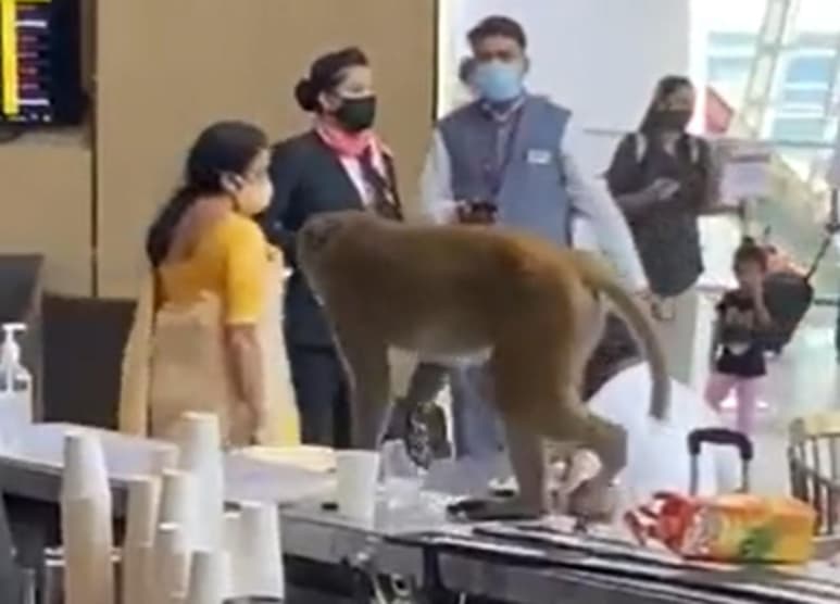El mono no hirió a ninguna persona (CAPTURA)