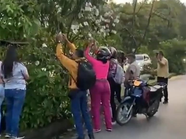 El árbol se llenó de billetes, los cuales atrajeron la atención de los habitantes de la ciudad colombiana de Cali (CAPTURA)