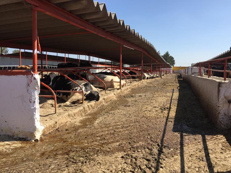 Si se aprueba un presupuesto para este ejercicio, en el 2022 se llevará a cabo el Censo Agropecuario, herramienta que lleva 15 años sin realizarse en la entidad. (ARCHIVO)
