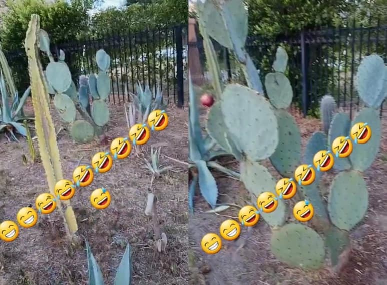 En su video, el 'tiktoker' comparó a los mexicanos con animales por comer nopales (CAPTURA)