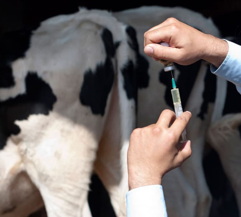 El Grupo de Liderazgo Mundial sobre la Resistencia a los Antimicrobianos lanzó un llamado a los gobiernos globales para la reducción y utilización responsable de antibióticos dentro de todos sus sistemas alimentarios. (ARCHIVO) 