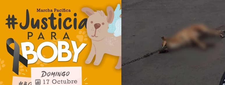 El responsable de la muerte del animal, únicamente recibió una multa por 500 pesos, motivo por el que asociaciones animalistas se han pronunciado para exigir justicia por la muerte del perro 'Bobby' (ESPECIAL)