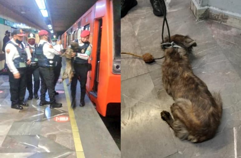 Un usuario habría alertado al personal del Sistema de Transporte Colectivo Metro de la CDMX, sobre un perro que había descendido a las vías en la estación Atlalilco (CAPTURA)