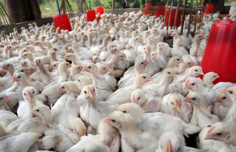De acuerdo con el Consejo de Exportación de Aves y Huevos de Estados Unidos (USAPEEC, por sus siglas en inglés), durante la primera mitad del año ha exportado 1.9 millones de toneladas de carne de pollo, gracias a un incremento interanual por el orden de 6.8%. (ESPECIAL)