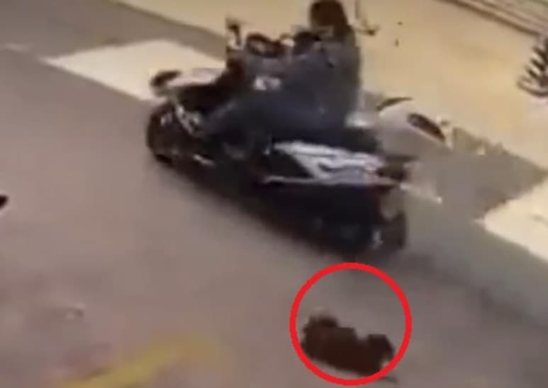 El animal se ha vuelto viral en redes con su 'actuación' al 'fingir' ser atropellado (CAPTURA)
