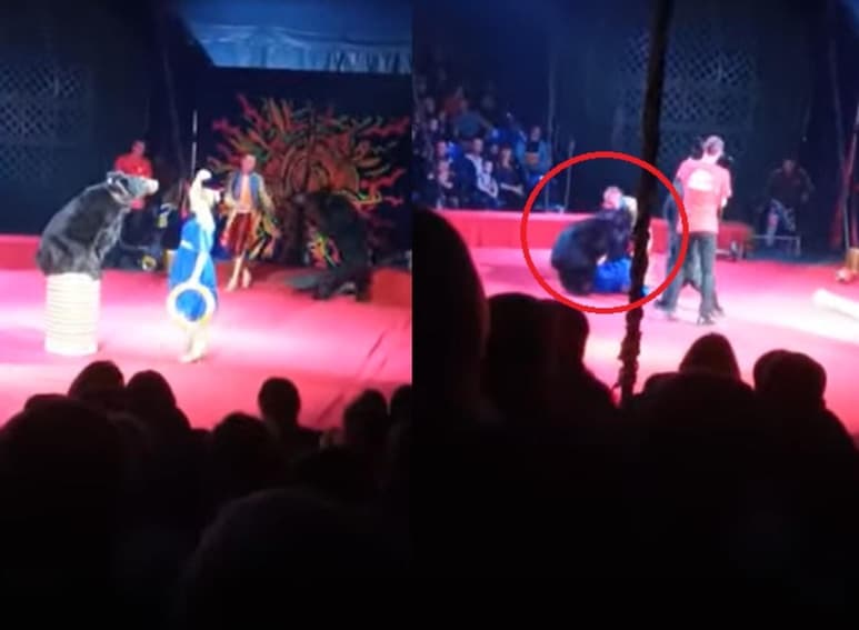 La mujer terminó en el hospital tras haber sido atacada por el oso en plena función del circo en Rusia (CAPTURA)
