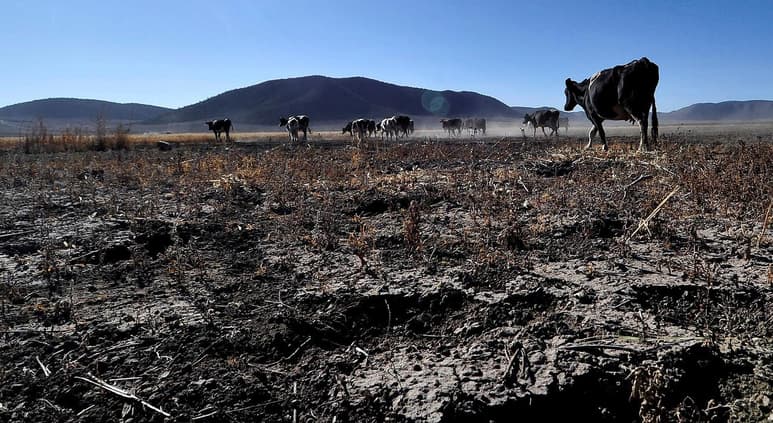 El campo mexicano sufre una 'embestida' por diversos frentes, por una parte están las alteraciones del cambio climático que afectan la producción de alimentos, a lo que se le suma la desaparición de programas y los recortes presupuestales que quitan recursos al sector agropecuario, además de la reforma eléctrica, entre otras, dijo el presidente del Consejo Nacional Agropecuario (CNA), Juan Cortina Gallardo. (ARCHIVO)