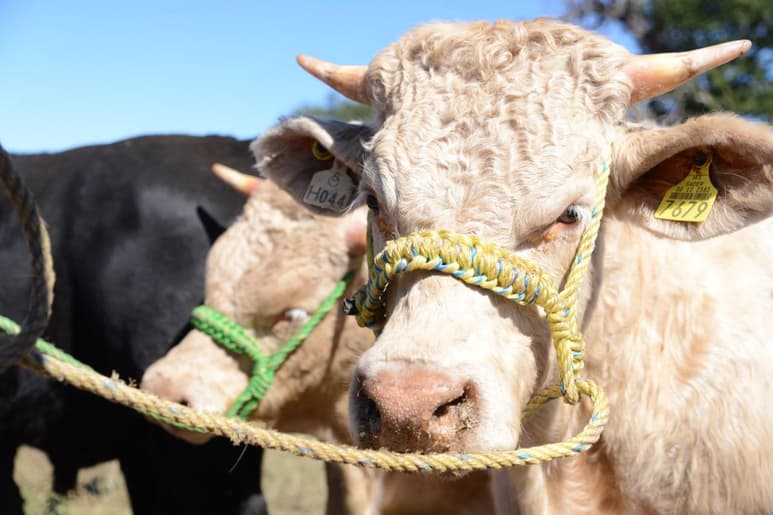 En el marco de los festejos del 73 Aniversario de la Unión Ganadera Regional del Norte de Durango, y con la participación de los productores ganaderos de la entidad, se llevó a cabo el Tianguis Ganadero en el que participaron 15 ganaderías y 75 sementales con variedad de razas puras.