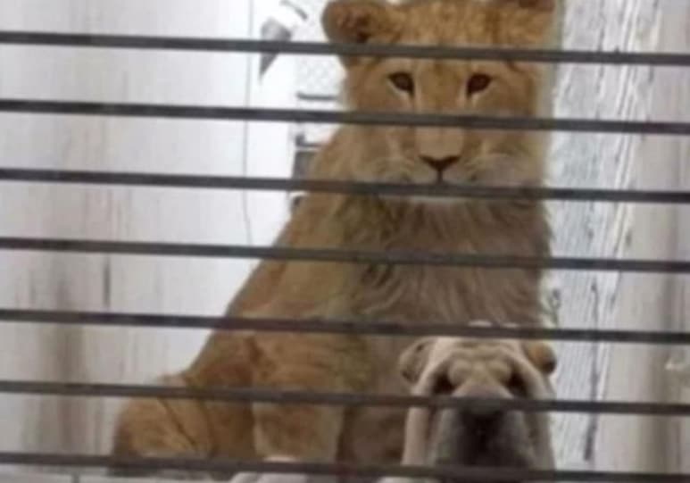 Ambos animales se encuentran en una vivienda aparentemente deshabitada en el Condado de Sayavedra (CAPTURA)